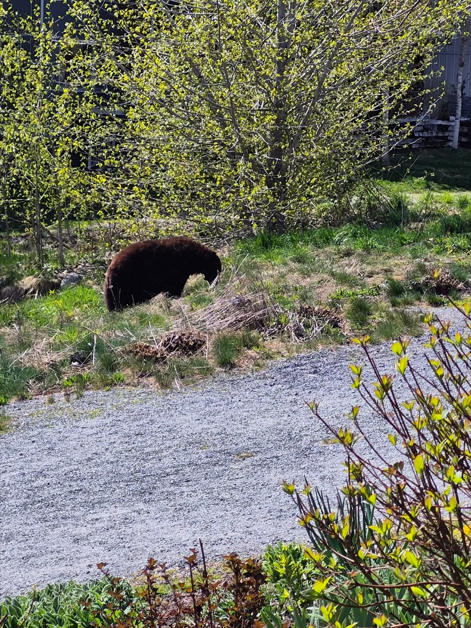 Bayly Park, Whistler — photo via Google Maps